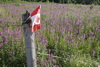 Postcards from CANADA
